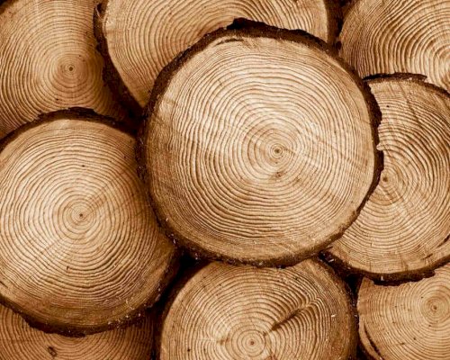 Jaké má výhody podlaha z měkkého dřeva?