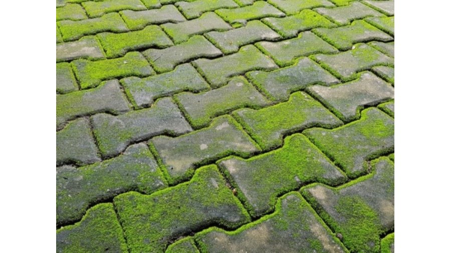 Osmo 6606 Gard Clean odstraňovač mechu a řas